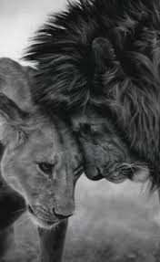 Des Belle Photos En Noir Et Blanc Lion Love Lion Quotes Lion Couple