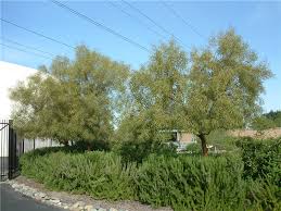 Department of agriculture plant hardiness zones 8 through 10. Find Plants African Sumac