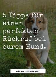 Hier Lernst Du Hunde Hunde Korpersprache Hundchen Ubung