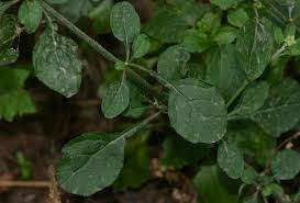Image result for Vernonia cinerea