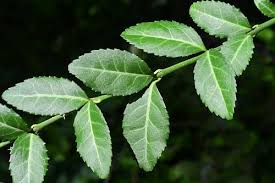 Image result for Euonymus fortunei