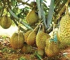 Visit us today and grow your own tropical fruits. The Amazing Revival In The Cultivation Of Tropical Fruit Trees