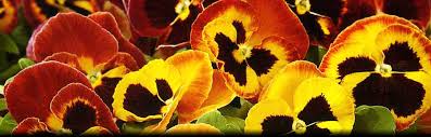 Salt lake city bed and breakfast. Salt Lake City Utah Quality Flowers And Plants