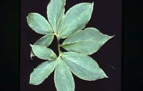 Image result for Arisaema mildbraedii