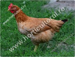 Hranirea trandafirilor cu ingrasamant natural este mult mai eficienta, mai putin costisitoare si mai sigura pentru mediul inconjurator. Gunoi De Pasare Macerat Fertilizant La Legume Pomi Vie Horticultorul Ro