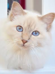 Sacre De Birmanie Lilac Gorgeous Cats Pretty Cats Beautiful Cats