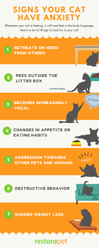Cat Anxiety What Makes Your Cat Stressed Out And Treatments Restorapet