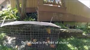 To relocate a groundhog, you must be careful to hold the cage with a towel or other protective materials. Trapping Groundhog With Bait Best Groundhog Bait Youtube