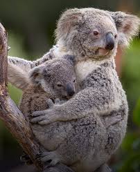 Australian Wildlife Relief San Diego Zoo In 2020 Animals Australian Wildlife Rare Animals