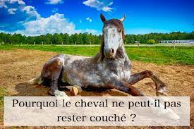 Le cheval est un herbivore et possède de nombreux atouts pour s'alimenter. Pourquoi Le Cheval Ne Peut Il Pas Rester Couche Site De Miminesetpattounes