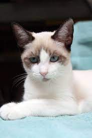 Pictures Of Snowshoe Cat Breed Cat Breeds Snowshoe Cat Purebred Cats