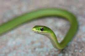 Its So Tiny And Cute Garden Snakes Cute Snake Snake