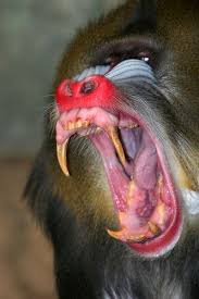 A Mandrill S Teeth Animal Teeth Scary Animals Angry Animals