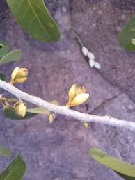 Image result for Hexalobus monopetalus