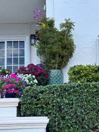 Image result for Polyscias kivuensis