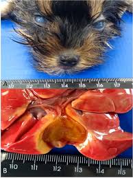 Feline distemper, also called panleukopenia, is a highly contagious viral disease easily spread among cats. Canine Morbillivirus Canine Distemper Virus With Concomitant Canine Adenovirus Canine Parvovirus 2 And Neospora Caninum In Puppies A Retrospective Immunohistochemical Study Scientific Reports