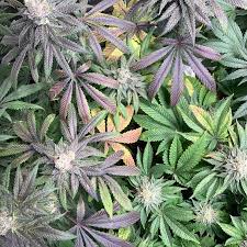 Check spelling or type a new query. Hlg 65 V2 By Horticulture Lighting Group Hlg Grow Lamp Lighting Information Growdiaries