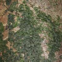 Image result for Didymoglossum erosum
