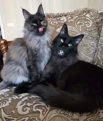 Pin On Longhaired Cats