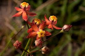 Image result for Stathmostelma