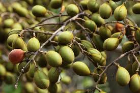 Image result for Dialium schlechteri