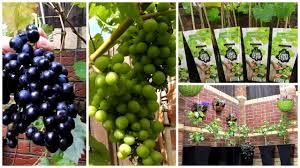 More things to do in utah. How To Grow Grapes In Your Garden Grow Grapes In A Pot Youtube