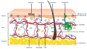 Very common (10% or more): Vaccines Free Full Text Vaccination Into The Dermal Compartment Techniques Challenges And Prospects Html