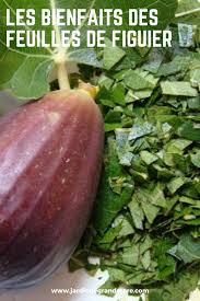Les Bienfaits Des Feuilles De Figuier Nature Et Sante Sante Et Beaute Figuier