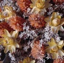 Maybe you would like to learn more about one of these? How To Preserve Flowers With Glycerine Ehow Com How To Preserve Flowers Perserving Flowers Dried Flowers