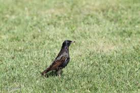 Étourneau sansonnet