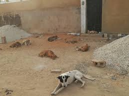 E' il momento del liquore dopo cena, e devi giocarti le tue carte come meglio puoi. Senegal Pet Rescue Home Facebook