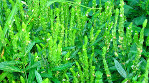 Image result for Justicia striata