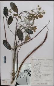 Image result for Stereospermum kunthianum