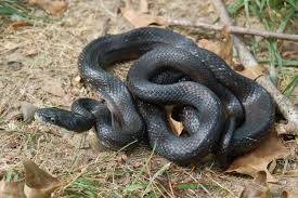 These snakes perform well in making them pets and are very docile. See A Snake Outdoors Nc Wildlife Commission Offers Advice The Grey Area News