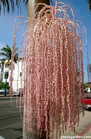 Curb appeal is especially important for a commercial property. Flowering Trees In Santa Barbara California Joy Us Garden