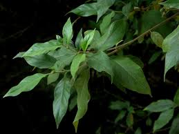 Image result for Tarenna