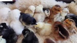 Bizde canli.co olarak bu talebi karşılayıp internet kullanıcılarında bu rehberi sunuyoruz. Mrkew4s0ayokbm