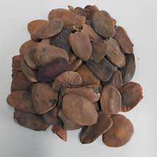 Image result for Hunteria umbellata