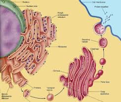 Plant cell smooth and rough er function. C Oh20i1 Gpb9m
