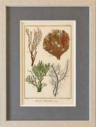 Botanical & Natural History Prints · Antique Prints, Inc.