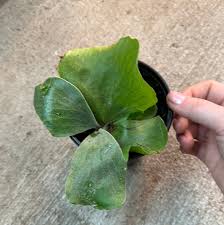 Image result for Platycerium elephantotis