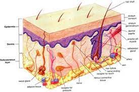Integumentary System Integumentary System Body Systems Anatomy Class