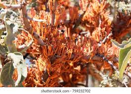 Image result for Phragmanthera