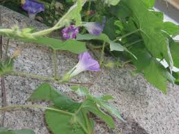 Image result for Convolvulaceae
