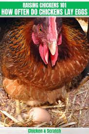 However the average hen will lay around 200 eggs a year as a pullet. How Often Do Chickens Lay Eggs