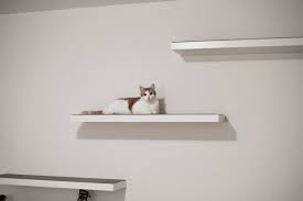 Pin Auf Cat Walks