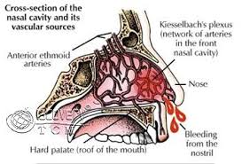 Image result for blood vessels in the nose.