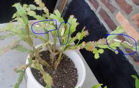 Here's how often to water your cactus to help it thrive. Whats Wrong With This Thanksgiving Cactus Leaves That Are Shown Circle Hometalk