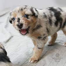 Check spelling or type a new query. Australian Shepherd Puppy For Sale Born 3 30 18 Female Blue Merle Australian Shepherd Puppy Aussie Puppies Australian Shepherd Puppies