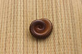 Jan 15, 2020 · in fact, looking for an abundance of millipedes outside your home will help you to figure out if you have, or are likely to have an infestation. Millipede Control And Treatments For The Home Yard And Garden